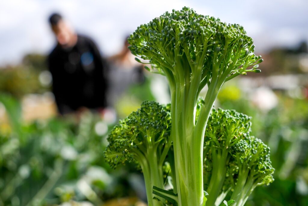 Organic Farming Techniques