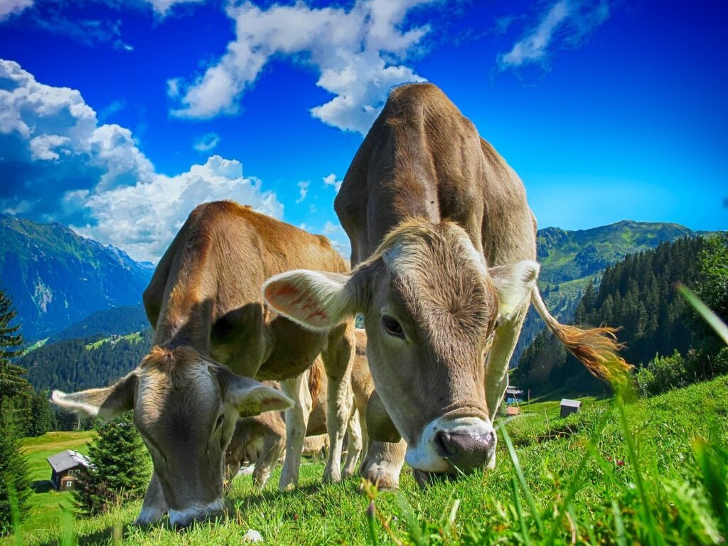 Importance of Organic Farming