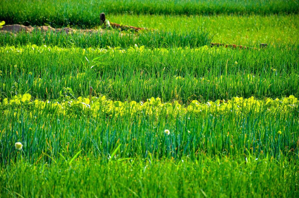 Organic Farming Benefits