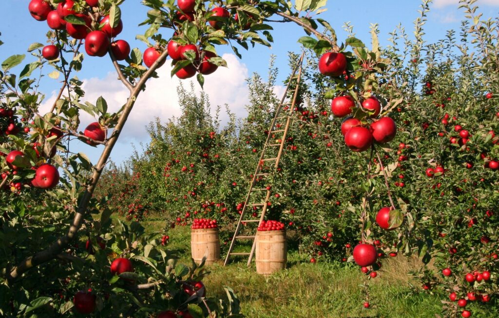 organic fruit farming