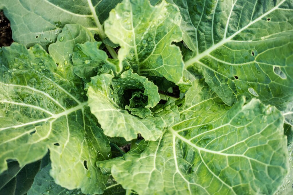 Organic Pest Control