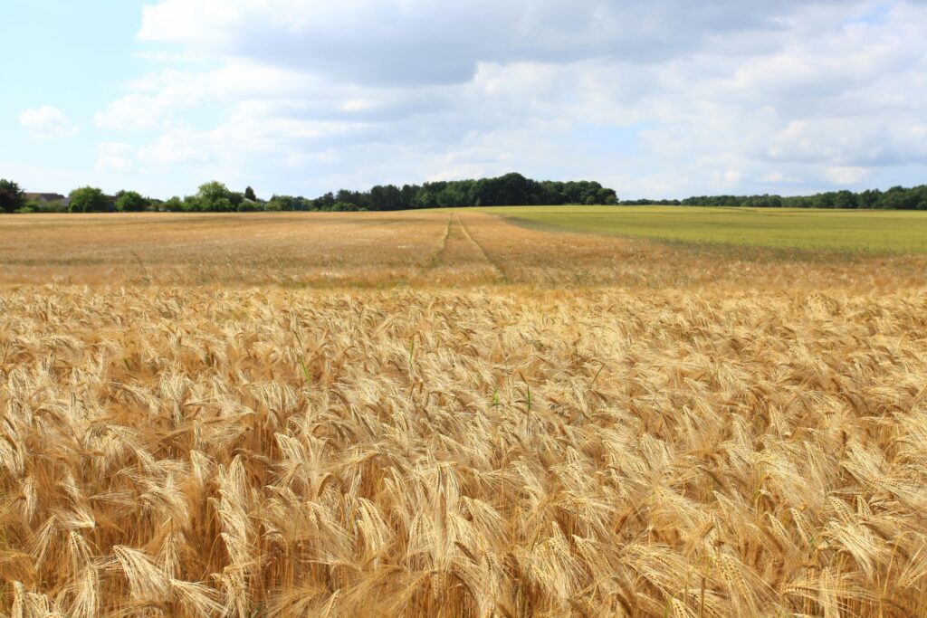 Agribusiness