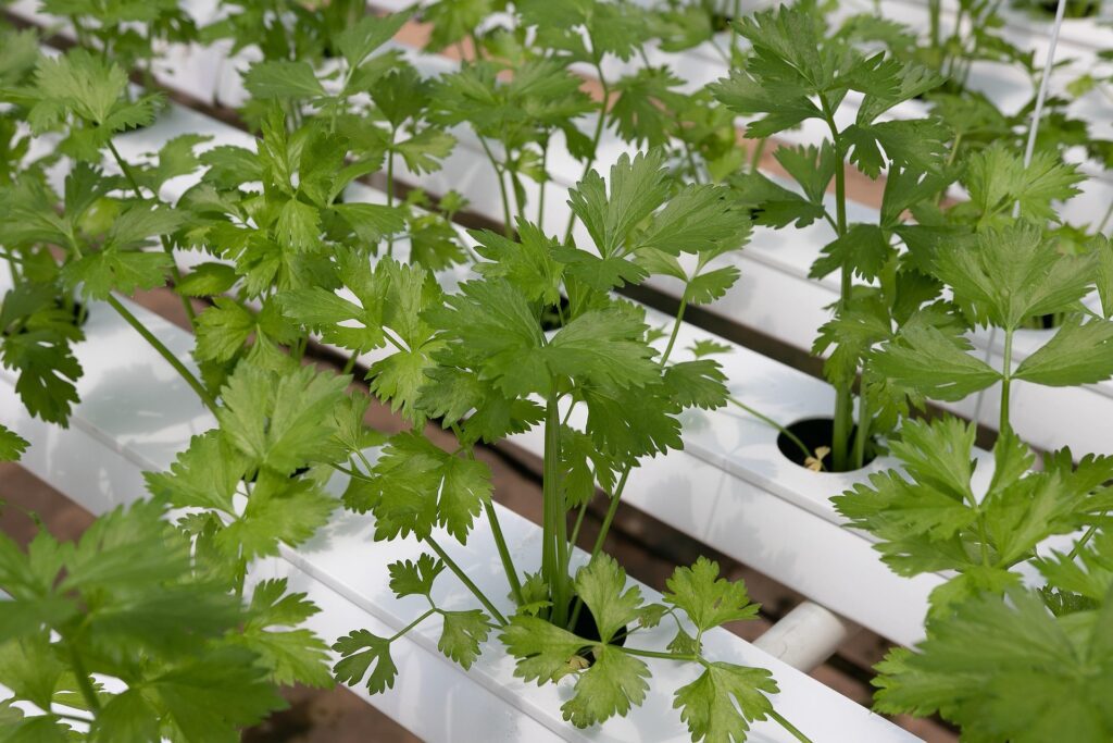Hydroponics