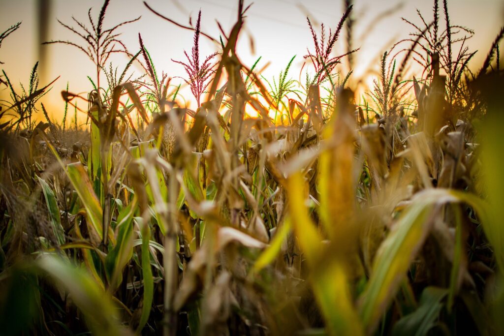 Agronomy