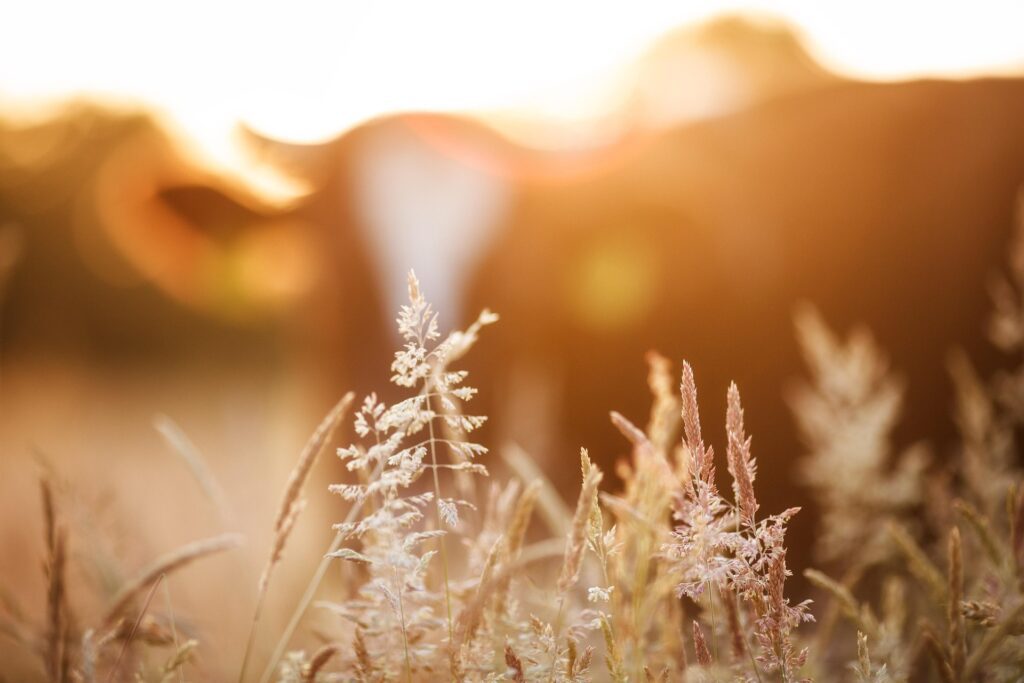 organic farming certification process