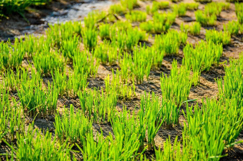 Organic farming