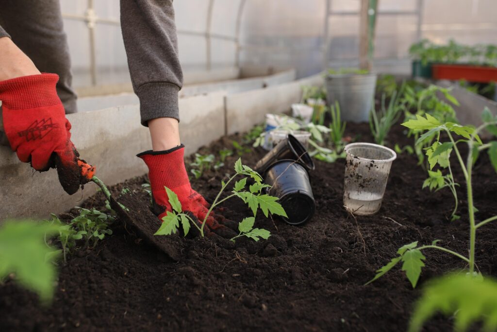 Organic Farming Methods for Vegetables