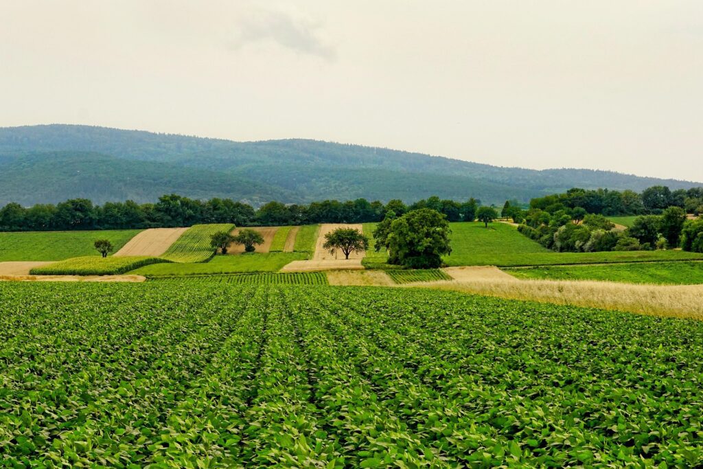 Community supported agriculture
