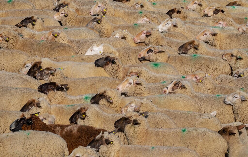 Organic livestock farming