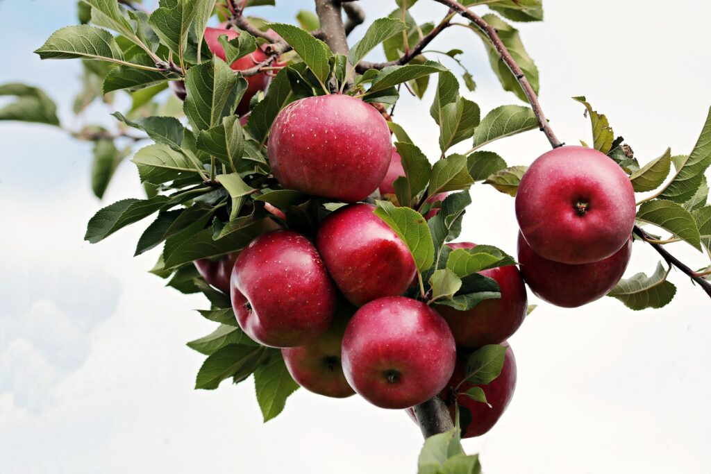 Organic Farming Equipment for Small Farms